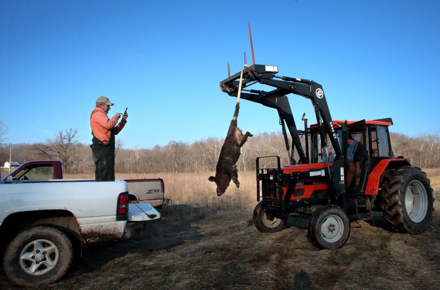 Controlling Missouri's feral hog population